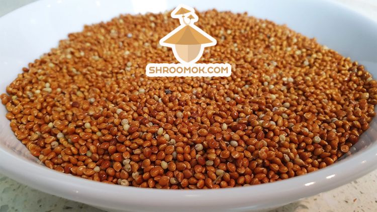 Выбор и подготовка субстрата для псилоцибиновых грибов — Shroomok ...
