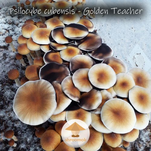 Волшебные грибы золотые учителя в монотубе.