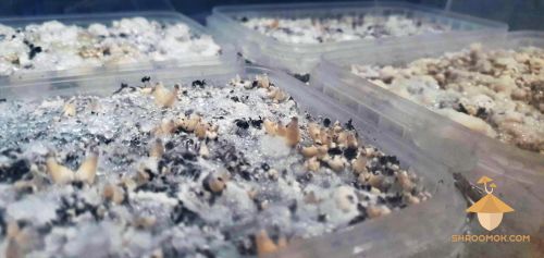 Первые грибы psilocybe cubensis Thai после cold shock