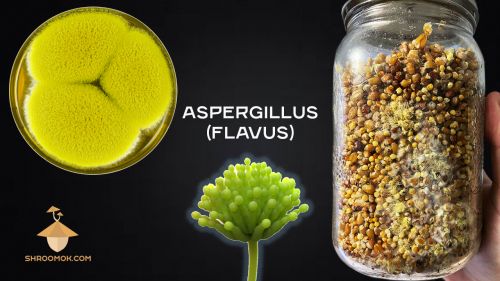 Аспергилл (Aspergillus flavus) при выращивании псилоцибиновых грибов