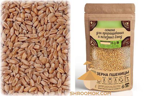 Цельное нешлифованное зерно пшеницы для приготовления субстрата для псилоцибиновых грибов