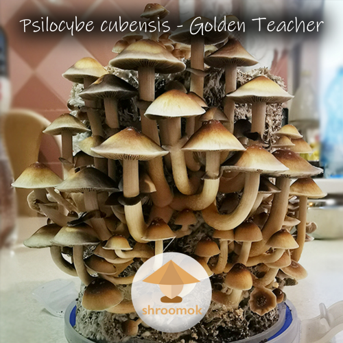 Волшебные грибы золотые учителя: как вырастить
