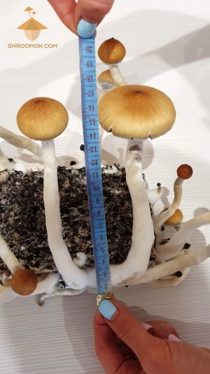 Пособие по выращиванию волшебных грибов. Снимаем мерки размеров псилоцибинового гриба Psilocybe Cubensis Golden Teacher. Высота грибов на третьей волне плодоношения до 20 см