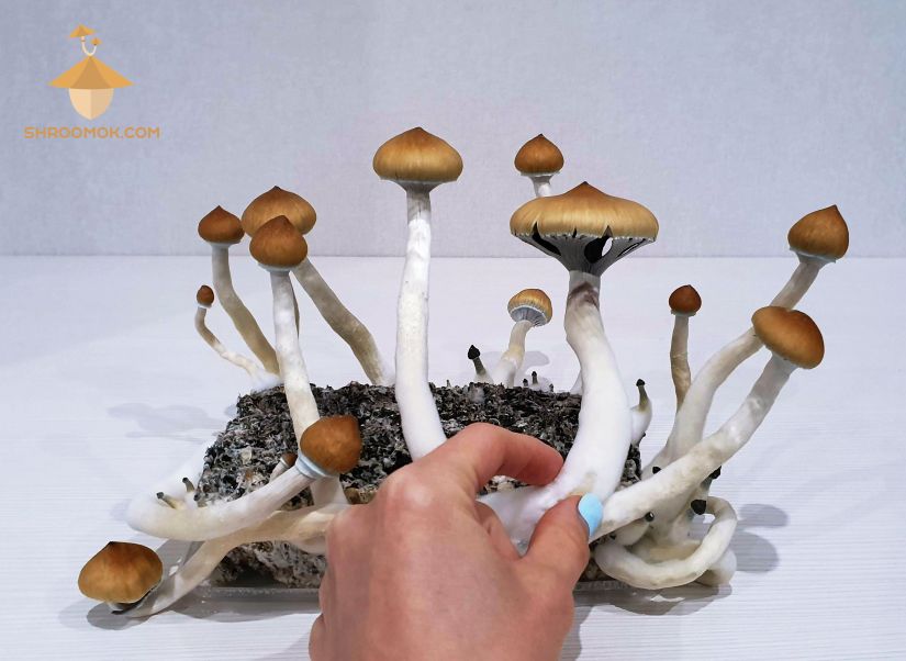 Psilocybe Cubensis (Golden Teacher) growing