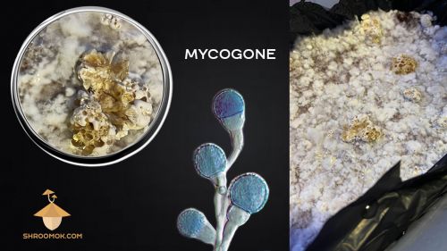 Микогон (Mycogon) или мокрая гниль на грибах