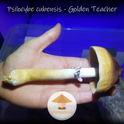 Размеры грибов псилоцибе кубенсис голден тичер