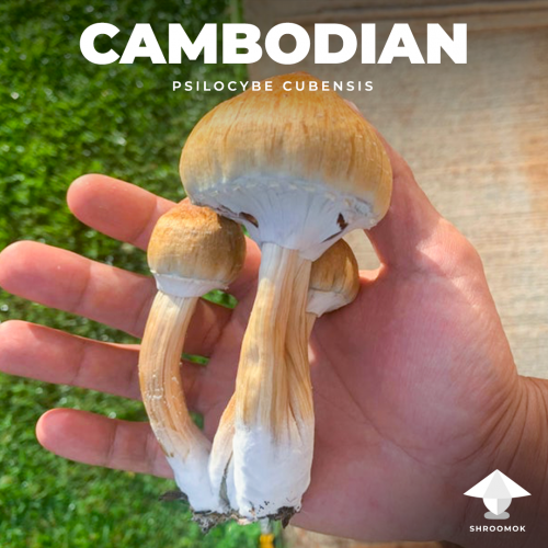 Волшебный гриб cubensis cambodian