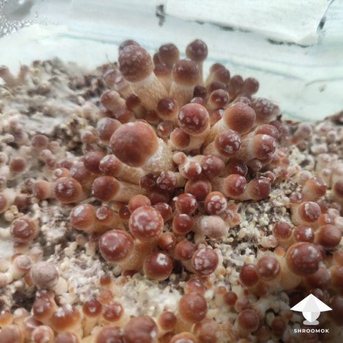 Активная фаза плодоношения грибов в баклажке