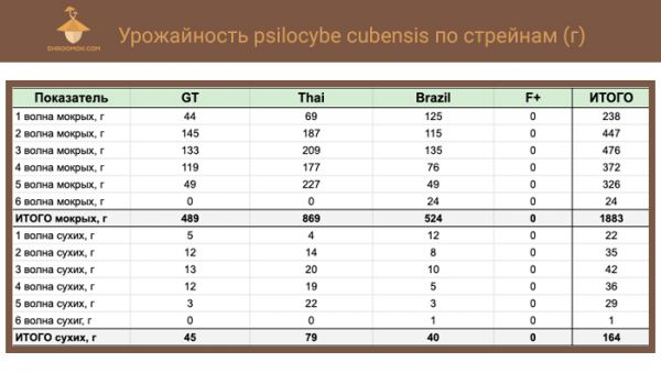 Урожайность psilocybe cubensis по стрейнам: Golden teacher, Thai, Brazi, F+