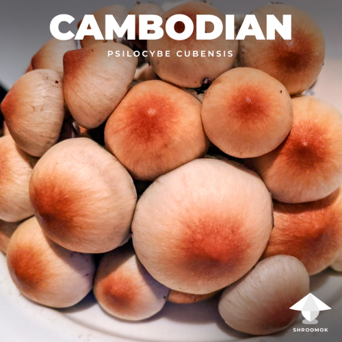 Волшебные грибы cubensis Cambodian