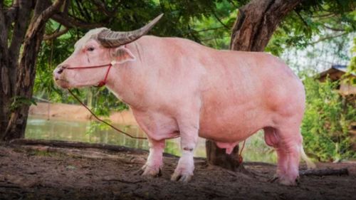 В честь такого розового буйвола назван стрейн грибов псилоцибе кубенсис пинк баффало