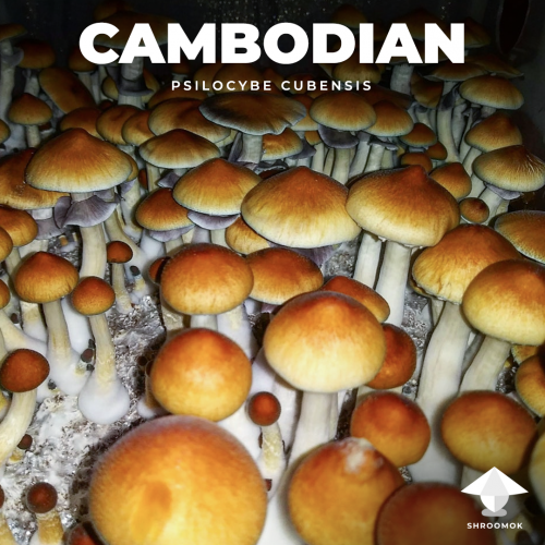 Волшебные грибы P. cubensis cambodian