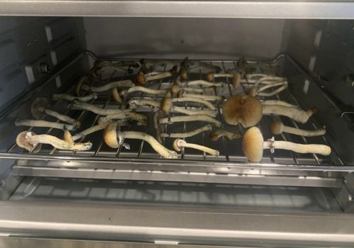 Как сушить псилоцибиновые грибы в духовке