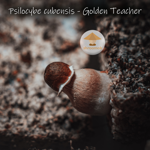 Golden Teacher. Фото: сообщество гроверов Shroomok