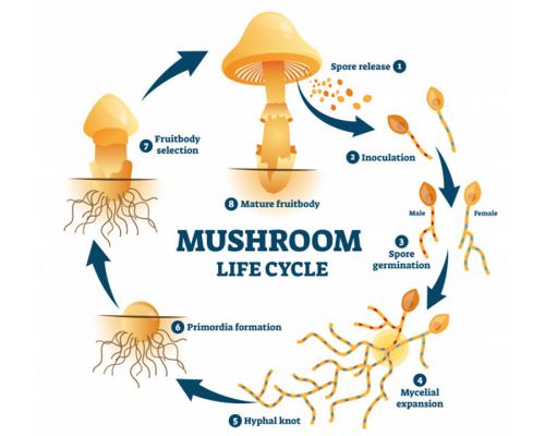Жизненный цикл развития гриба от споры до плодового тела