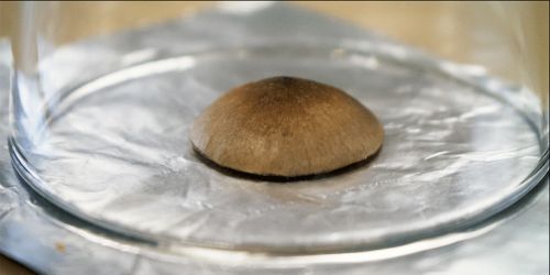 Шляпка гриба под стеклянным стаканом. Оставляем на 24 часа