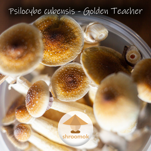Волшебные грибы золотые учителя