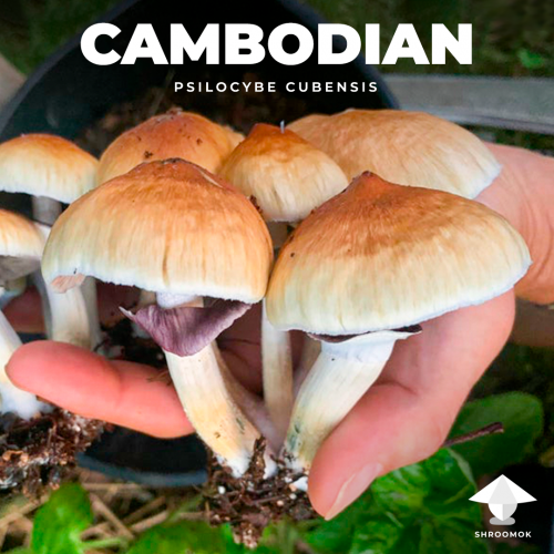 Псилоцибе кубенсис камбоджа
