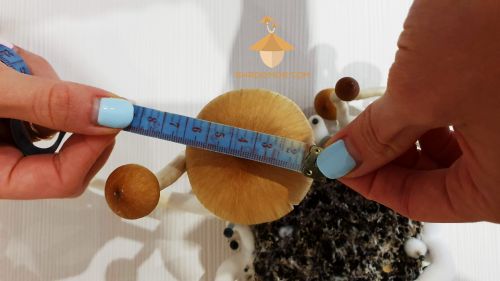 Самый большой гриб кубенсис для спорового отпечатка (4-я волна плодоношения)
