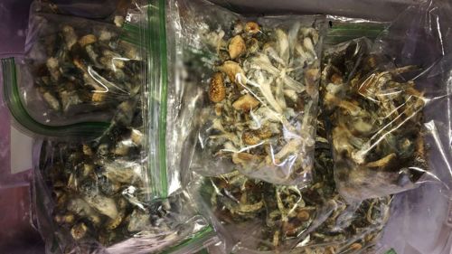 Сушеные псилоцибиновые грибы в зип-пакетах для хранения