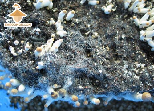 Паутинная плесень на стадии плодоношения грибов. Более тонкие серые пряди по сравнению с мицелием грибов