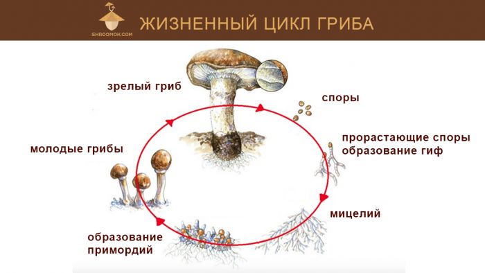 Жизненный цикл грибов схема