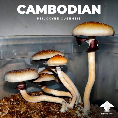 Волшебные грибы Cambodian